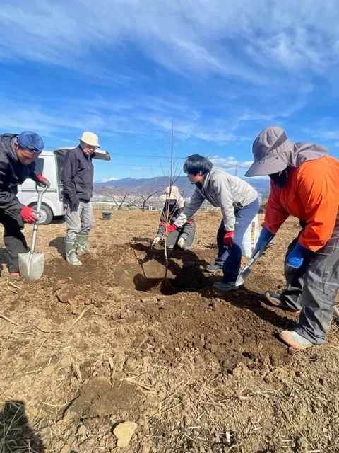 桃の木植苗