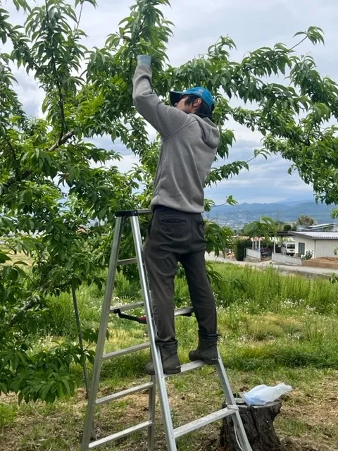 桃の摘果作業