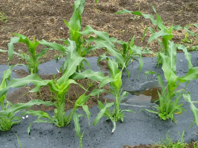 とうもろこし-1