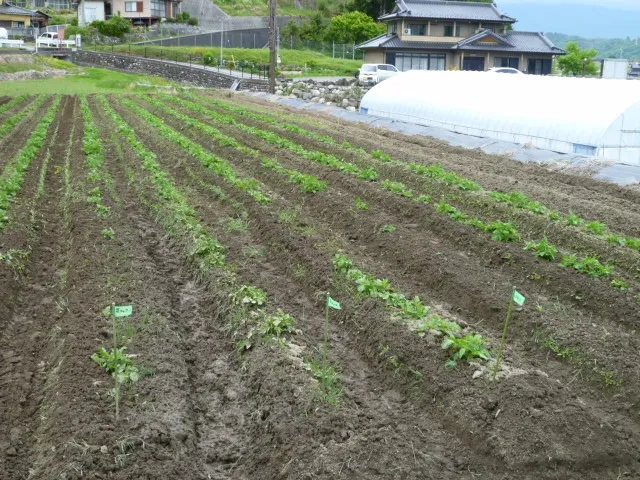 ジャガイモ、成長1