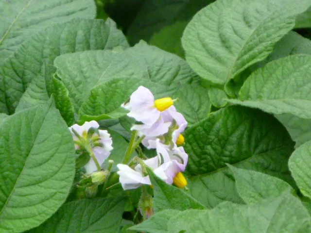 ジャガイモ、成長2