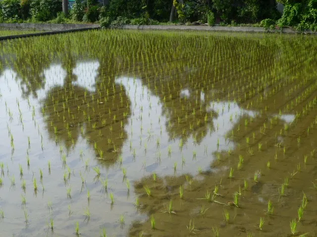 甲斐のお米ー１