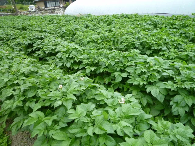 ジャガイモー３