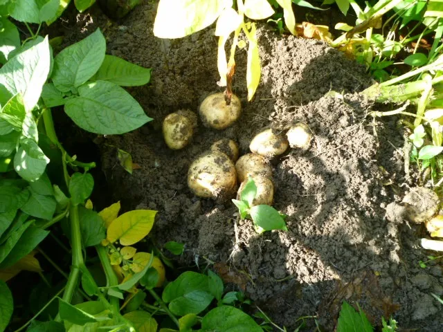 ジャガイモー４