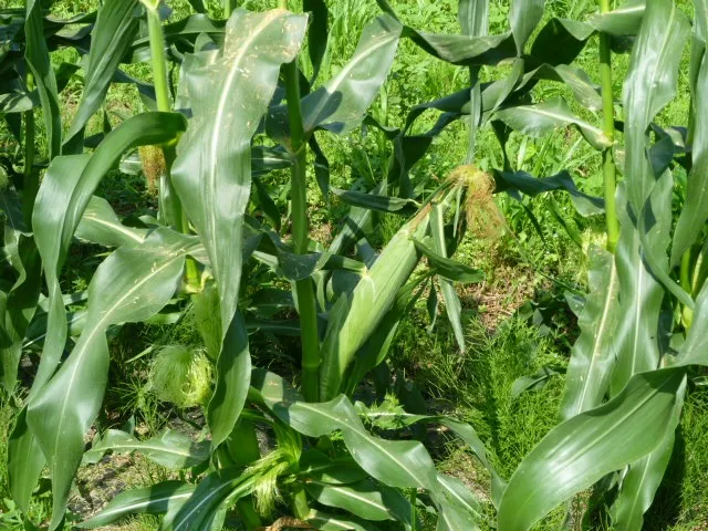 とうもろこしー２