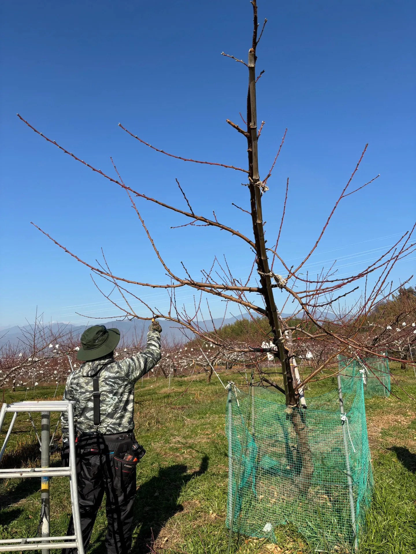 桃の休眠期にできること１