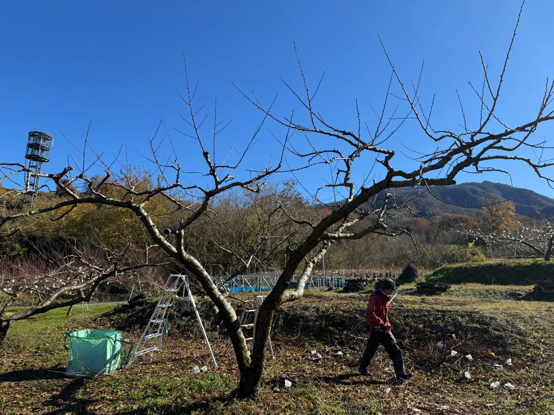 桃の休眠期にできること１-1