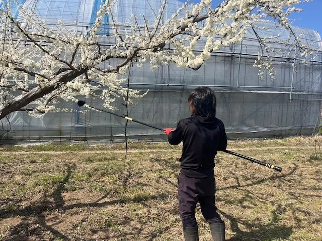 プラム”太陽”