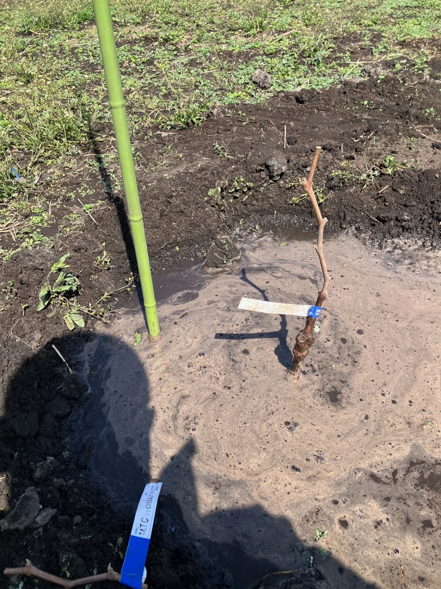 ぶどう-シャインマスカット